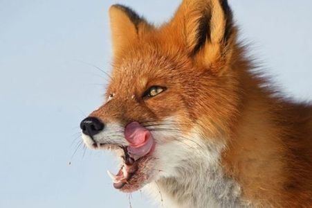  ������������ ������� �������� ���������� ����� �������� 