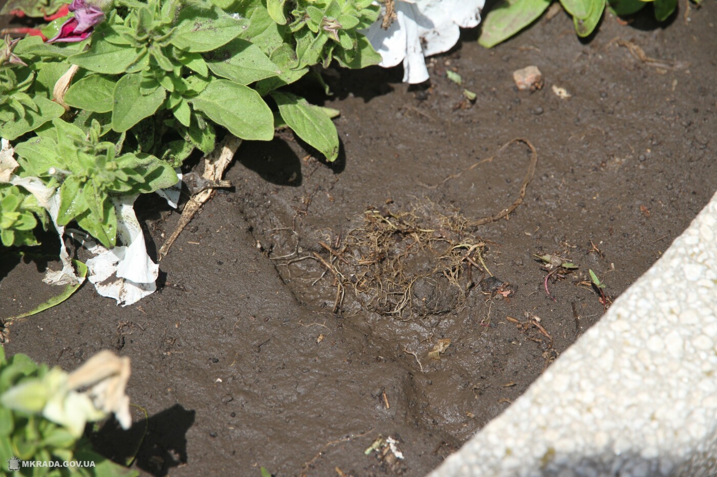  ������� ��������� ������ �������� ������������ ����� ���� 