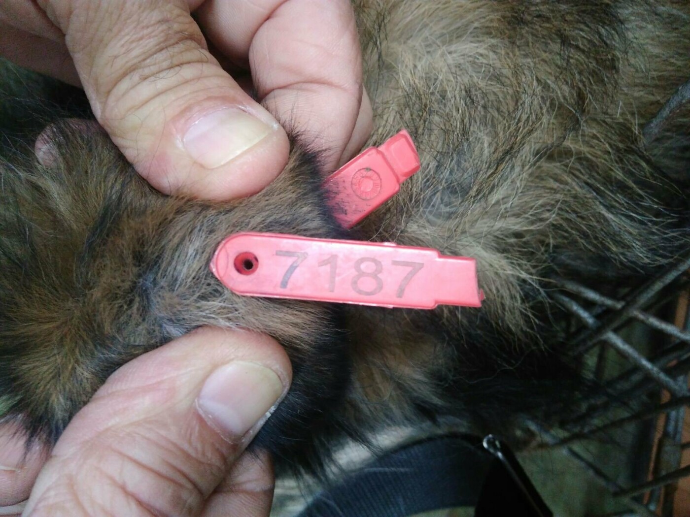  ������ ��������� ������� ������ ���� ����� ���� 