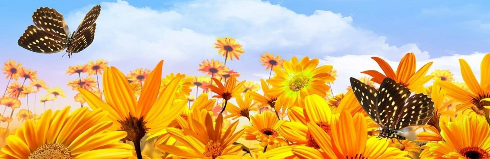 ����: 0512.com.ua