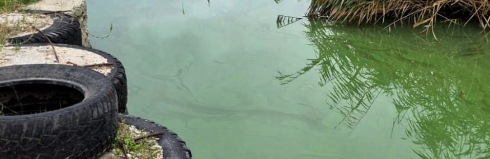 Аномально зелена вода та сморід на Намиві: фахівці виявили восьмиразове перевищення амонійного азоту в Бузькому лимані, - ФОТО
