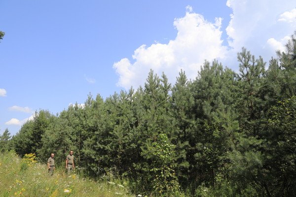 На Миколаївщині вимагають повернути державі землі лісу площею понад 118 га