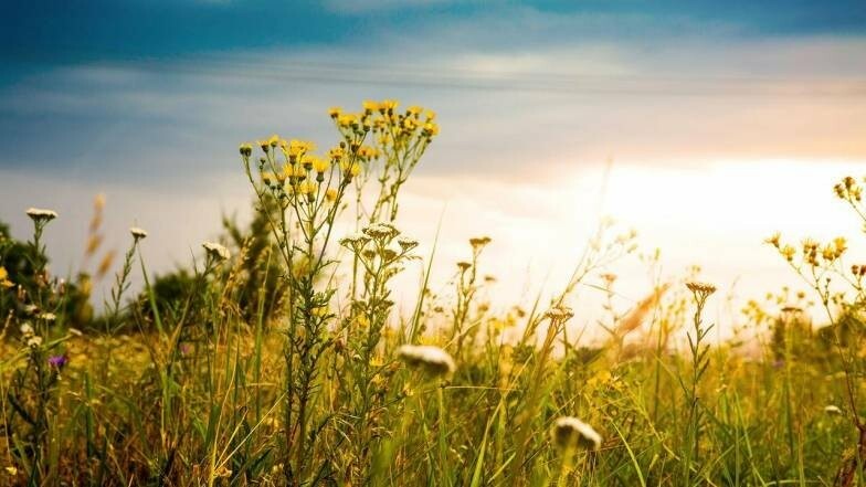 До 33 градусів тепла: погода в Миколаєві 17 липня 