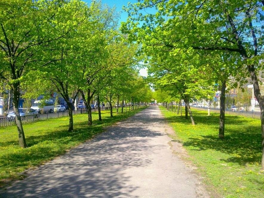 Восени у Миколаєві планують висадити дерева, які знесуть через реконструкцію мереж водопостачання,- Сєнкевич