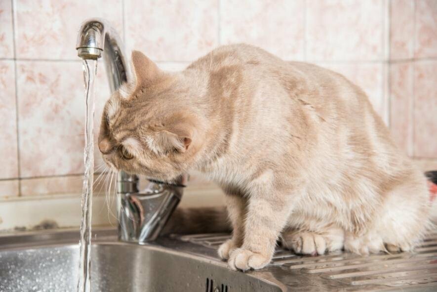 В одному із районів Миколаєва перекриють воду через витік з-під землі