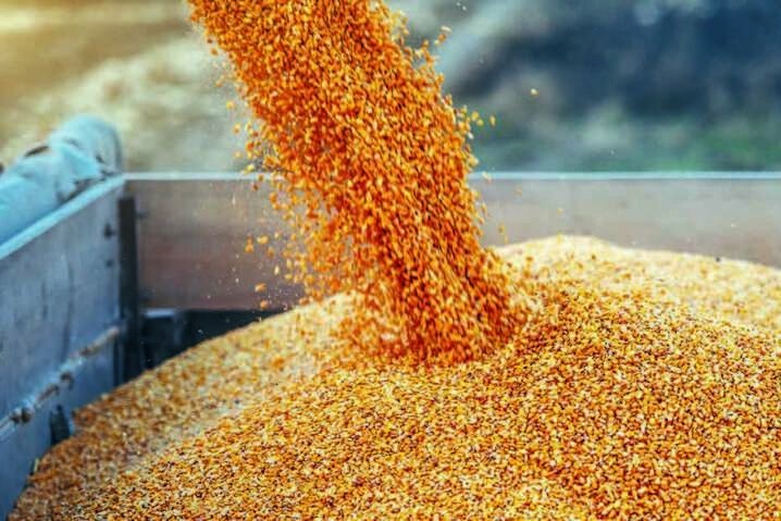 Україна має запаси зерна, щоб задовольнити внутрішній і світовий попит до кінця 2022