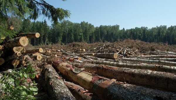 Вздовж траси на шляху до  Миколаєва незаконно вирубили 55 дерев 