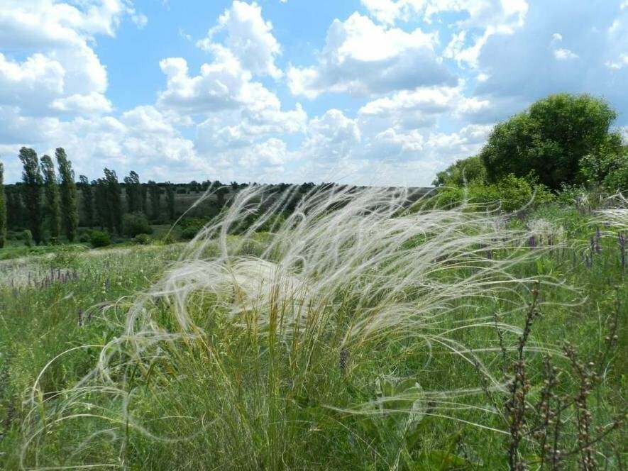 На Миколаївщині сільрада незаконно передала в користування ділянку природного заповідника «Єланецький степ»