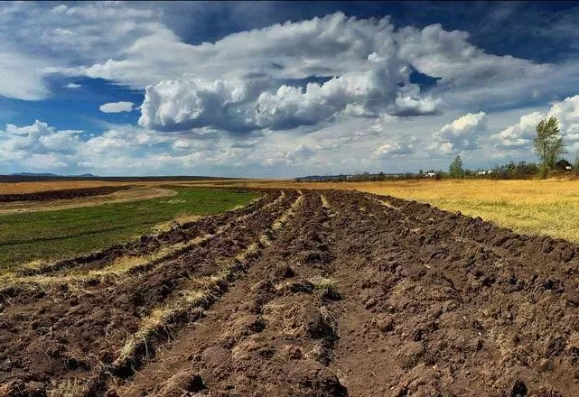 На Миколаївщині подружжя шахрайством переоформили на себе державні землі вартістю 1,3 мільйона гривень