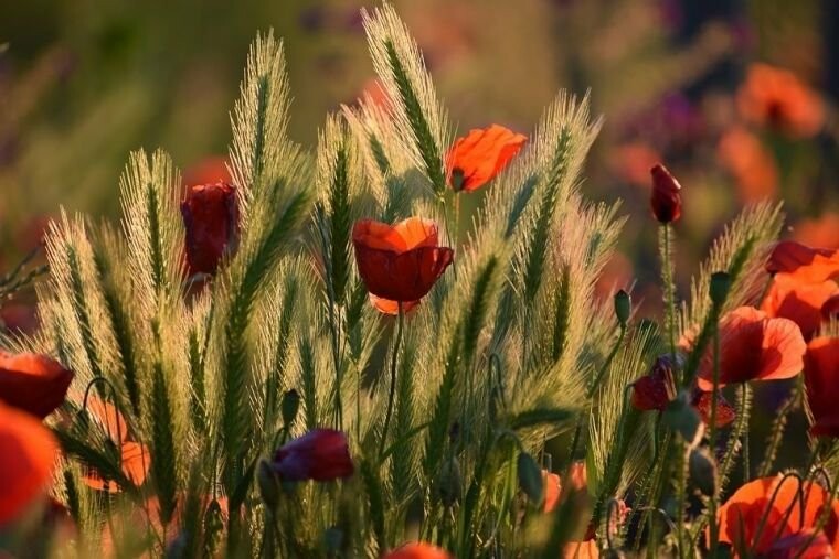Сонячно та вітер до 8 метрів за секунду: погода в Миколаєві 19 липня 