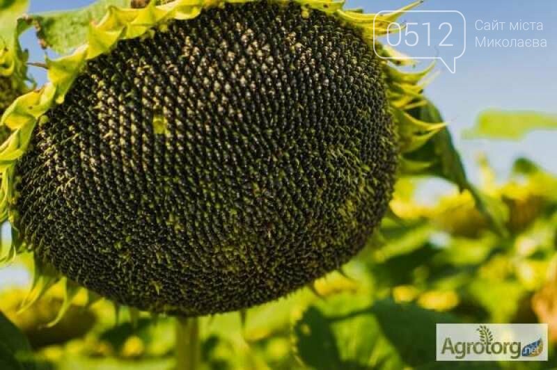 семенной материал подсолнух. ниагара подсолнух. супер подсолнух. подсолнух с семечками. лист подсолнуха фото.