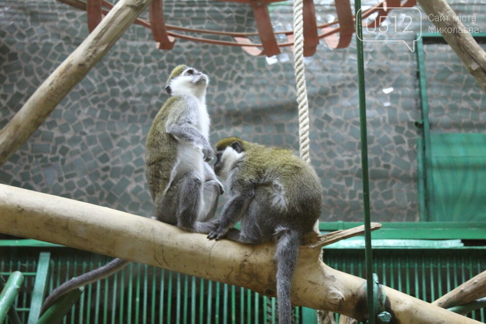 приматы Николаевского зоопарка