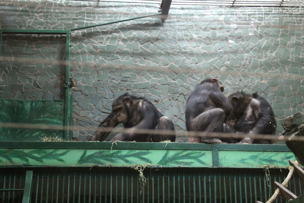 приматы Николаевского зоопарка