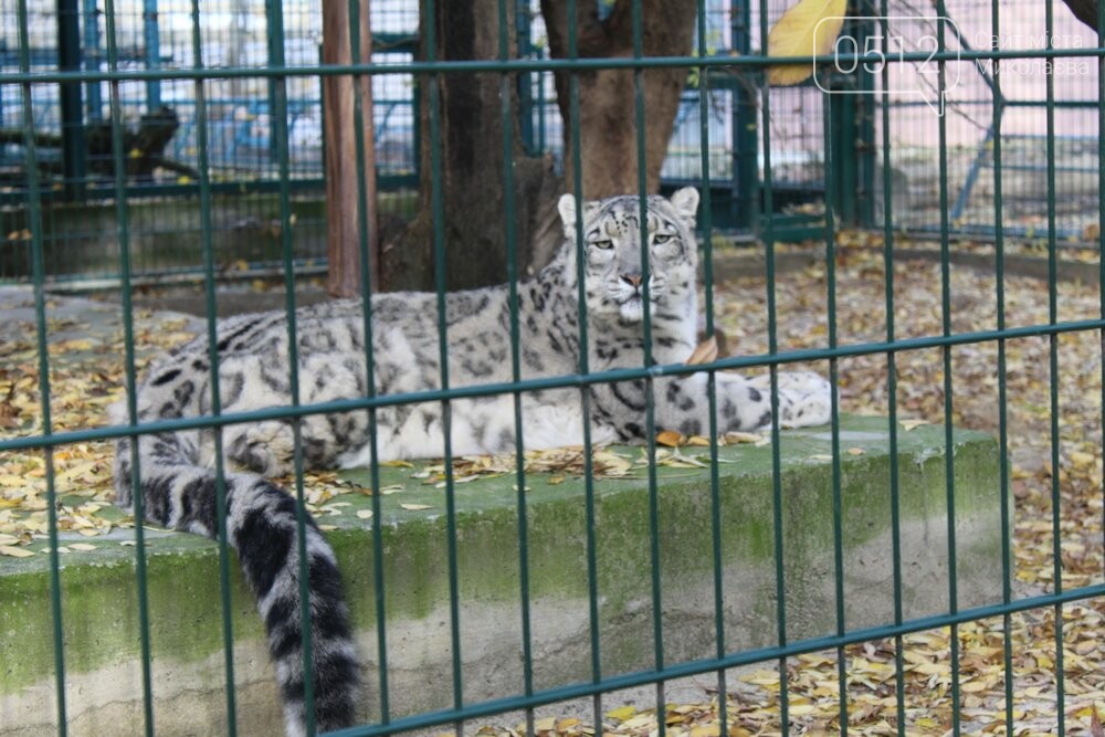 Дивотные, которые остаются в летних вольерах