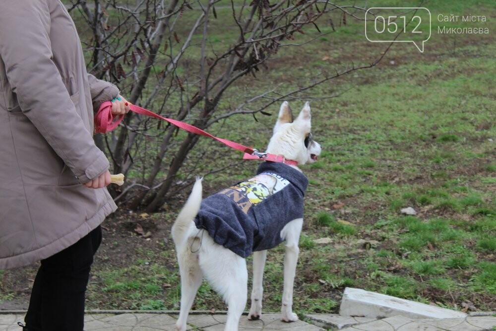Выставка собак в Николаеве