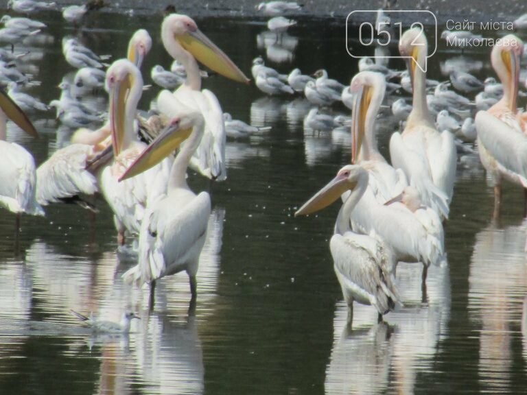 Пелікани у минулому році біля мису Аджигол