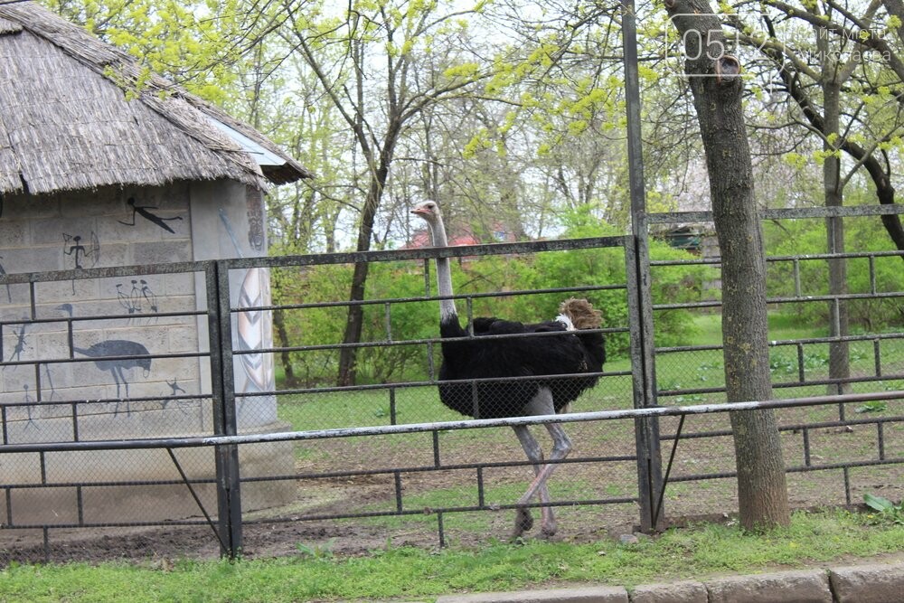 Миколаївський зоопарк під час війни