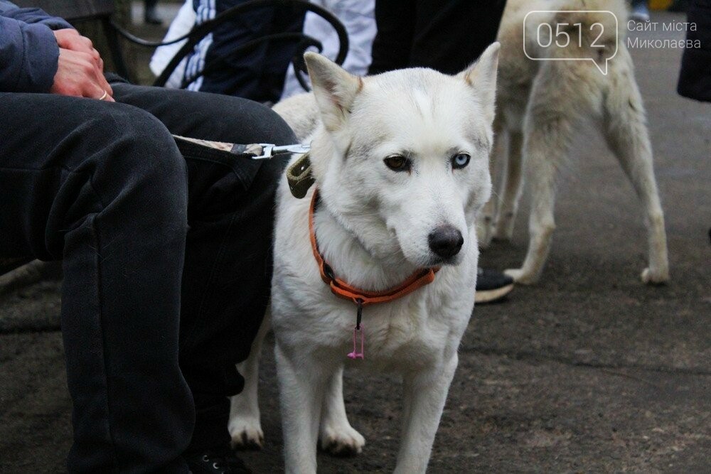 18 февраля КП "Центр защиты животных" в Николаеве провел очередную выставку обустройства бездомных животных.