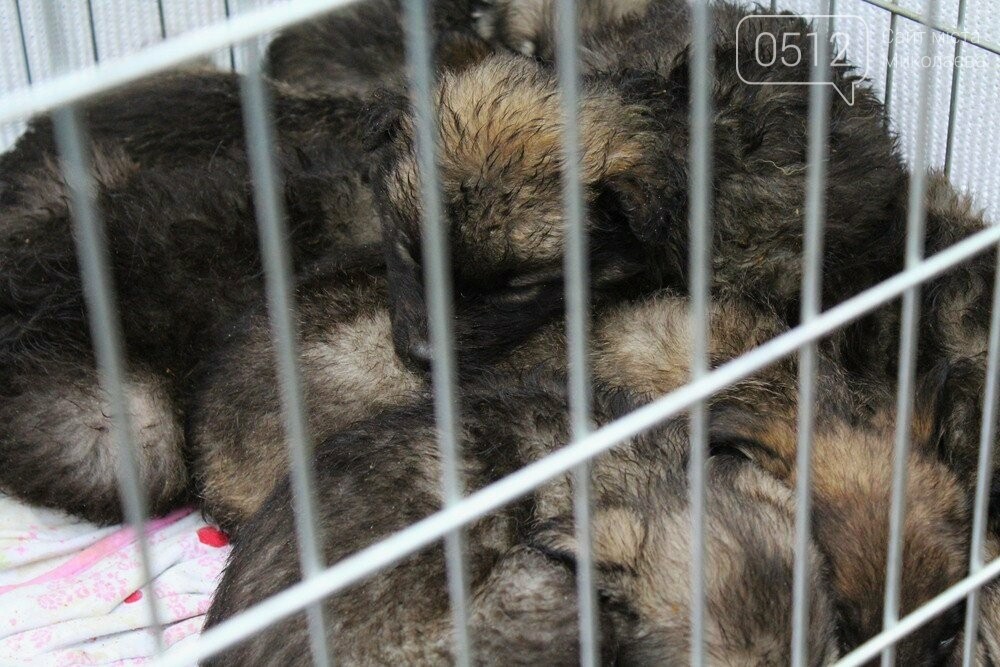 18 февраля КП "Центр защиты животных" в Николаеве провел очередную выставку обустройства бездомных животных.