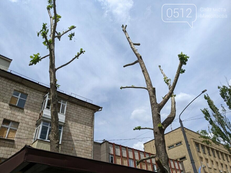 Платаны на улице Соборная, в феврале 2023 года, были обрезаны