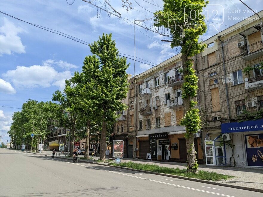 Платаны на улице Соборная, в феврале 2023 года, были обрезаны