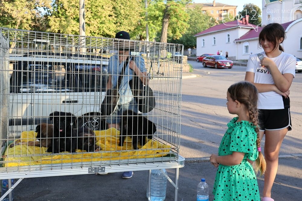 у Миколаєві відбулась виставка-прилаштування собачок