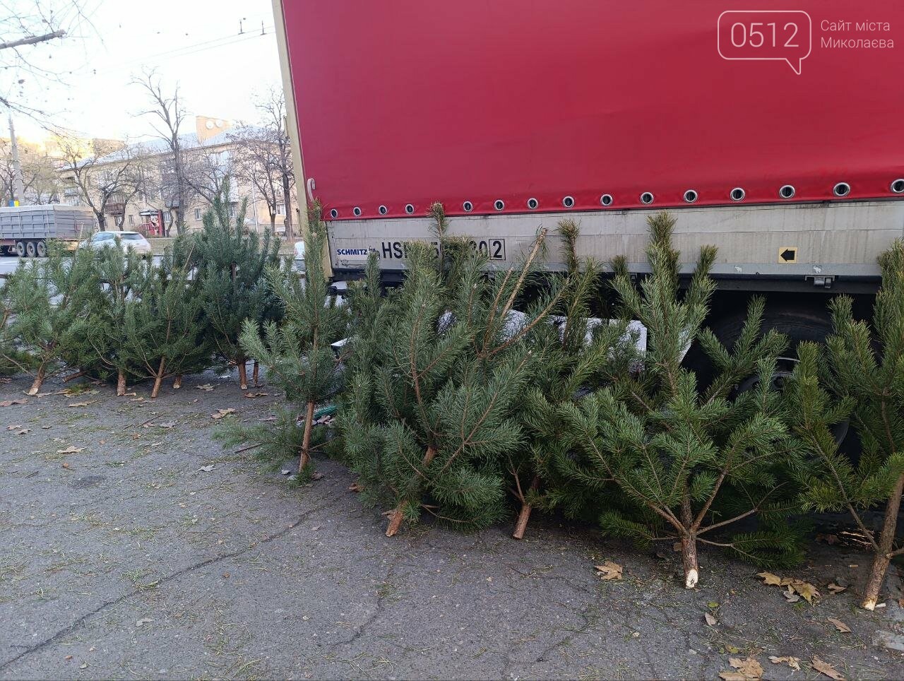 Сосны в Николаеве