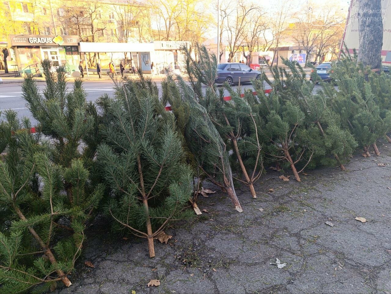 Сосны в Николаеве