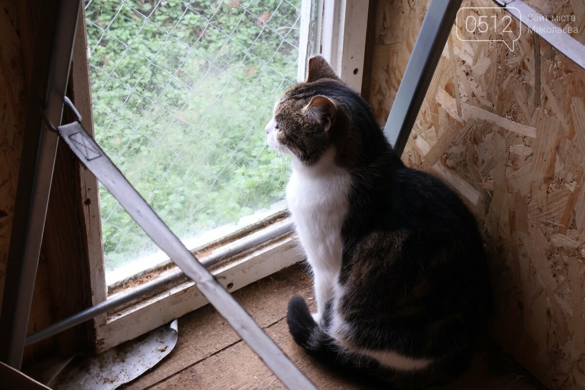 Приют для животных