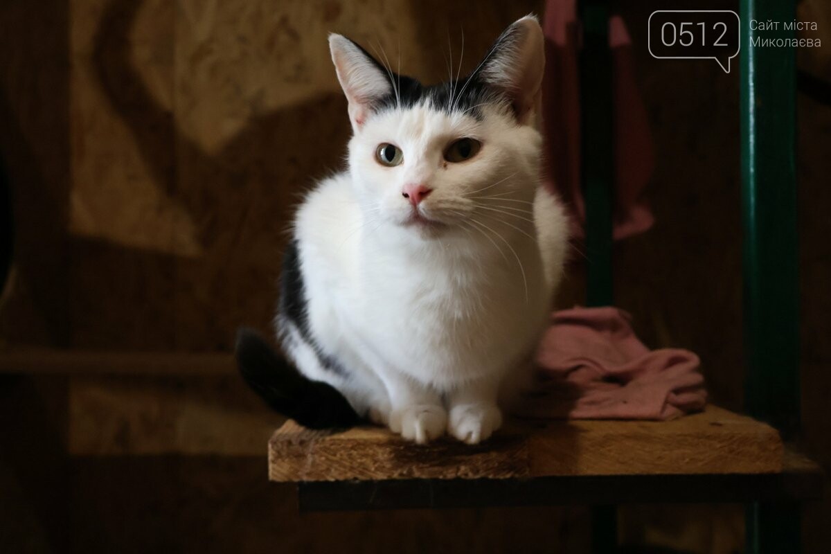 Приют для животных