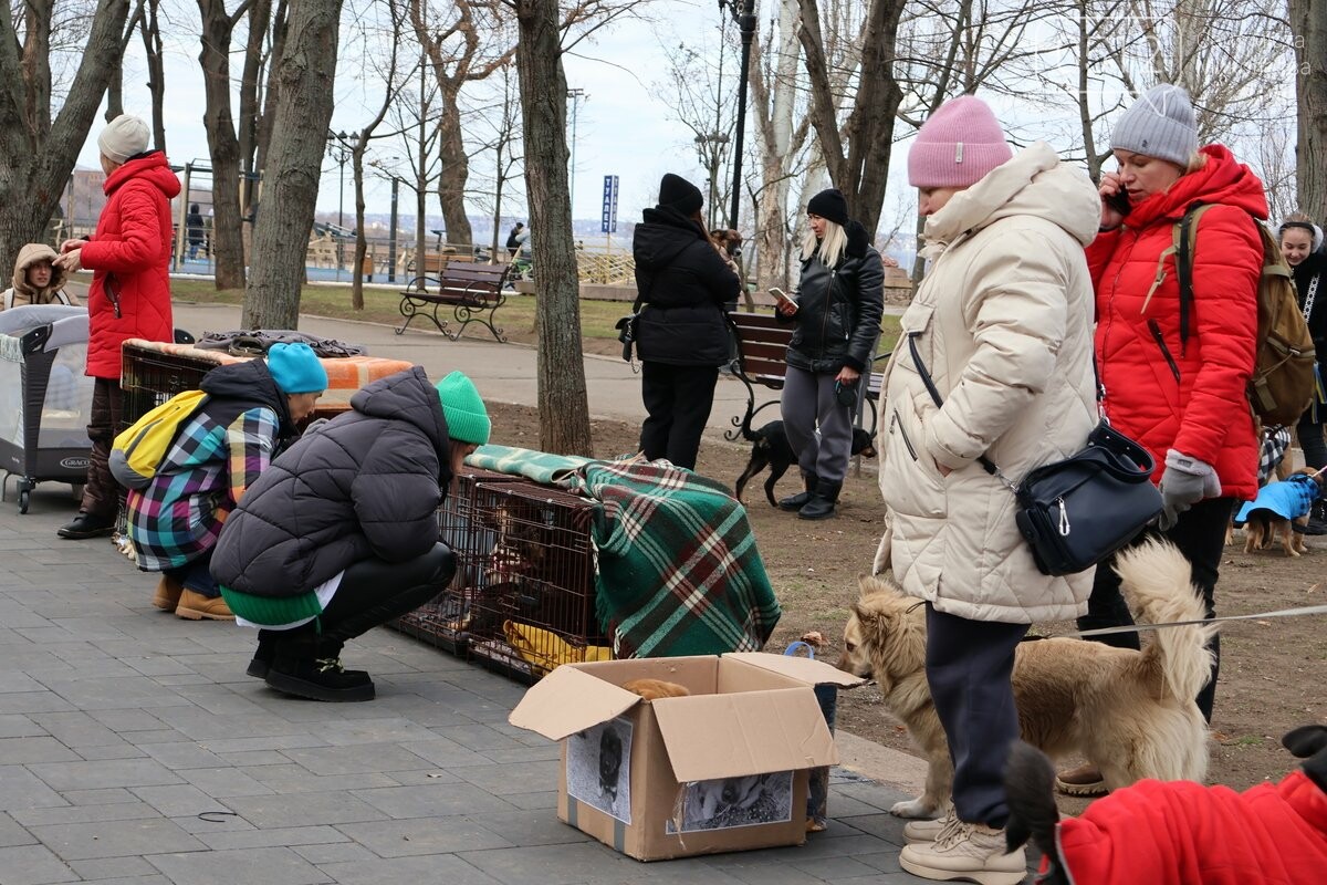 в Николаеве волонтеры искали новые семьи для пушистиков