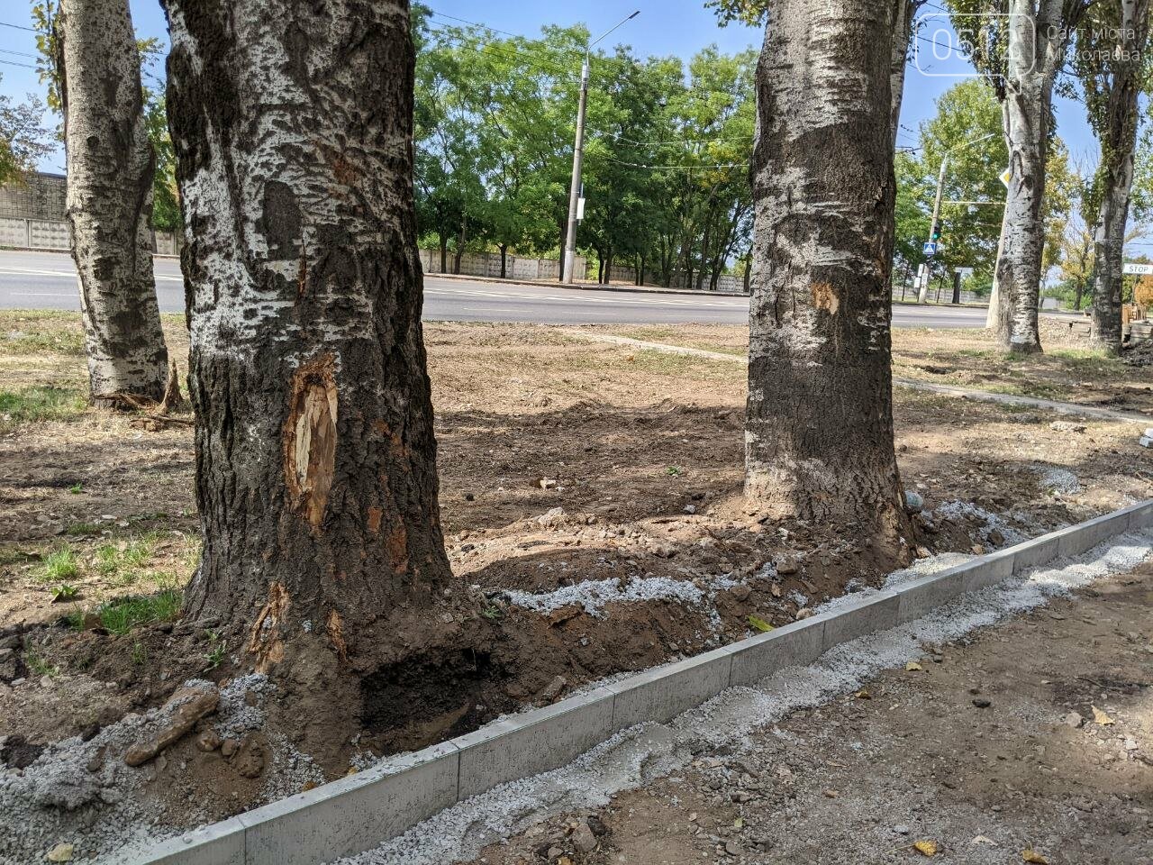 Поврежденные деревья по ПГУ при обустройстве нового тротуара