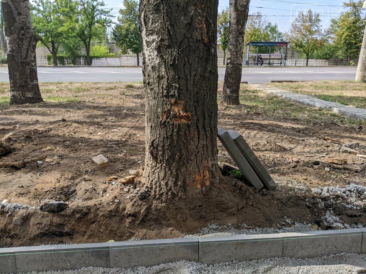 Поврежденные деревья по ПГУ при обустройстве нового тротуара