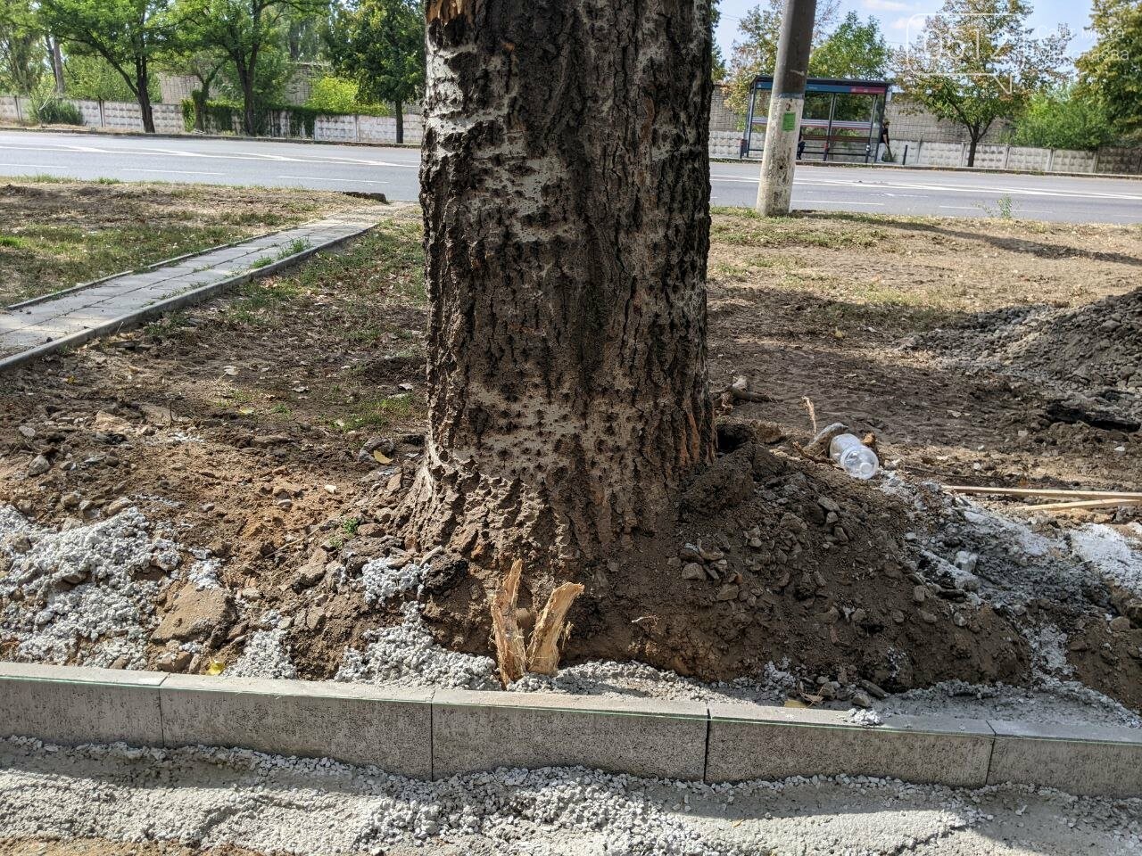 Поврежденные деревья по ПГУ при обустройстве нового тротуара