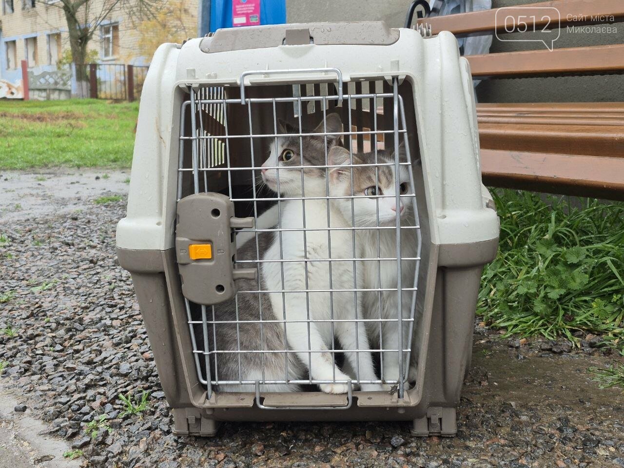 Стерилізація тварин у Киселівці, Миколаївщина, листопад 2025. Фото 0512 Стерилізація тварин у Киселівці, Миколаївщина, листопад 2025. Фото 0512