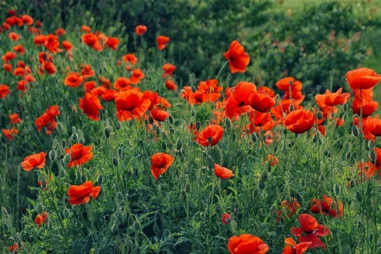 маки макро фото. зеленая коробочка мака фото макро. фото посевы мака. мак не раскрывшийся. мак закрытый бутон.