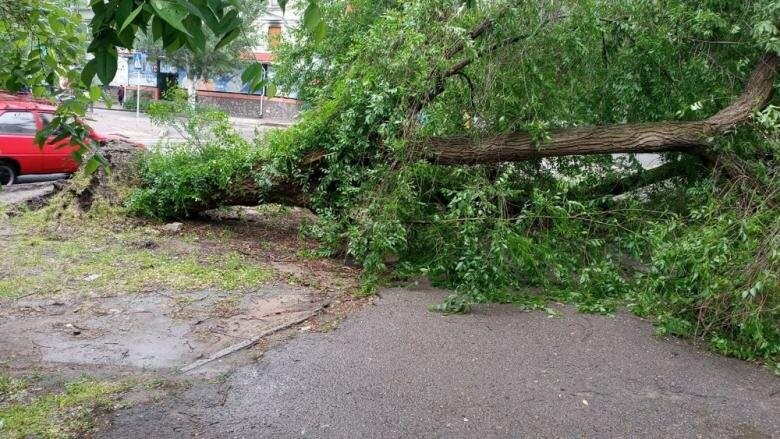 Дерево упало на дом фото