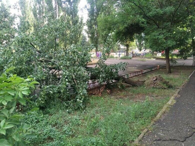 Фото поваленных деревьев в лесу