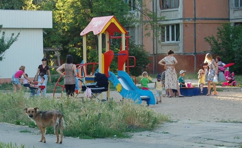 Каковы реалии жизни бездомных животных в Николаеве и Европе , фото-5 Каковы реалии жизни бездомных животных в Николаеве и Европе , фото-5