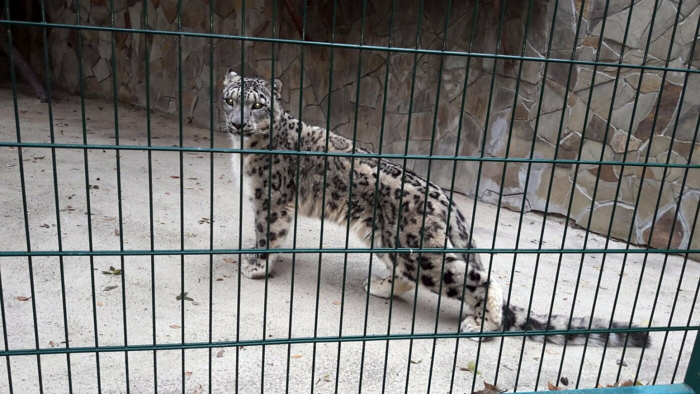 снежный барс новосибирский зоопарк