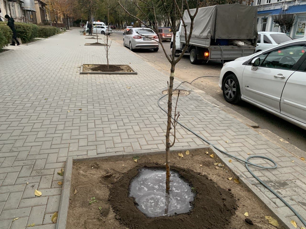миллион деревьев для Николаева