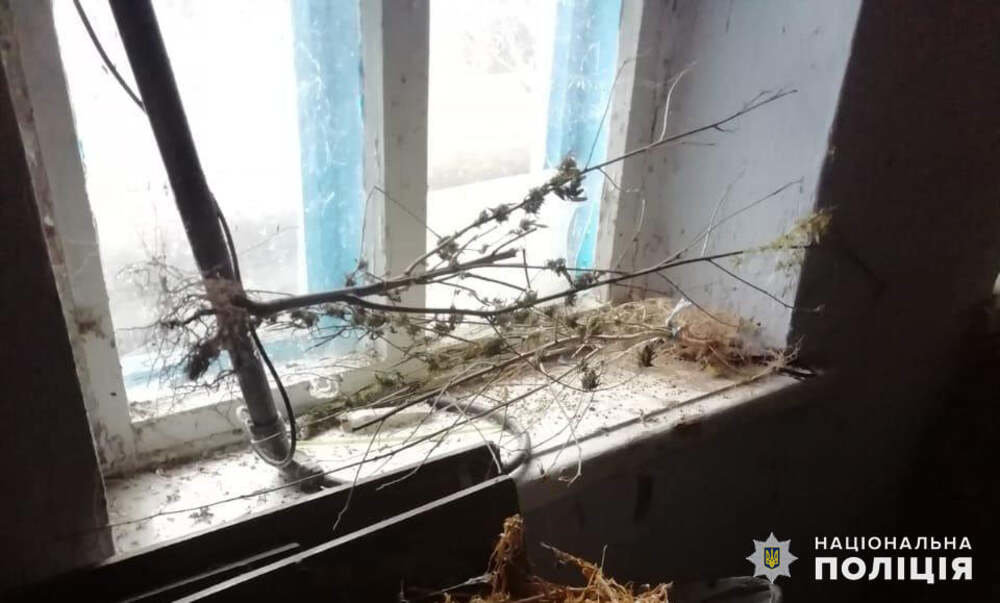 Жителю Николаевщины за хранение конопли грозит до трех лет тюрьмы