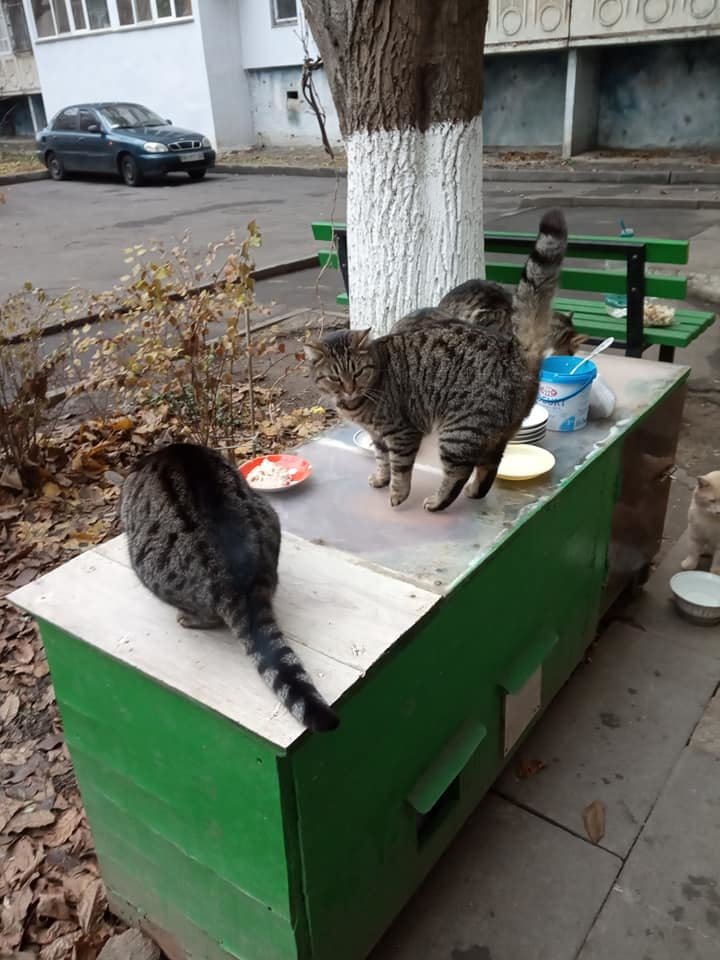 В Николаеве две пенсионерки построили дом для котов В Николаеве две пенсионерки построили дом для котов
