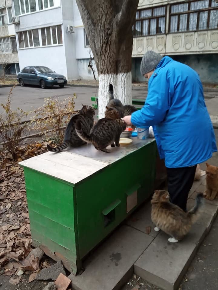 В Николаеве две пенсионерки построили дом для котов В Николаеве две пенсионерки построили дом для котов