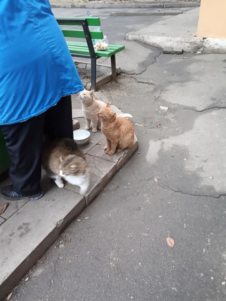 В Николаеве две пенсионерки построили дом для котов В Николаеве две пенсионерки построили дом для котов