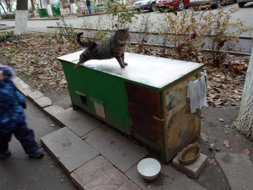 В Николаеве две пенсионерки построили дом для котов В Николаеве две пенсионерки построили дом для котов
