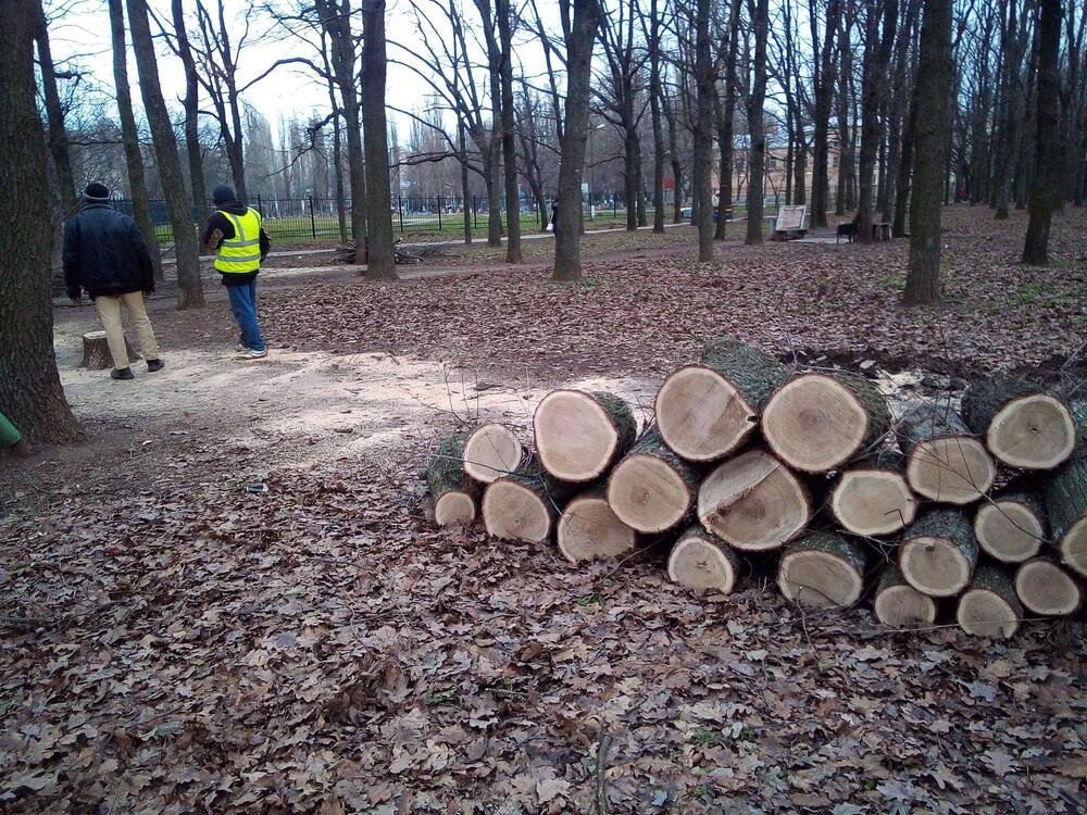 Штраф за спиленное дерево возле дома. Срубленный дуб. В связи со спилом деревьев. Спил вырубка деревьев в городе на улице.