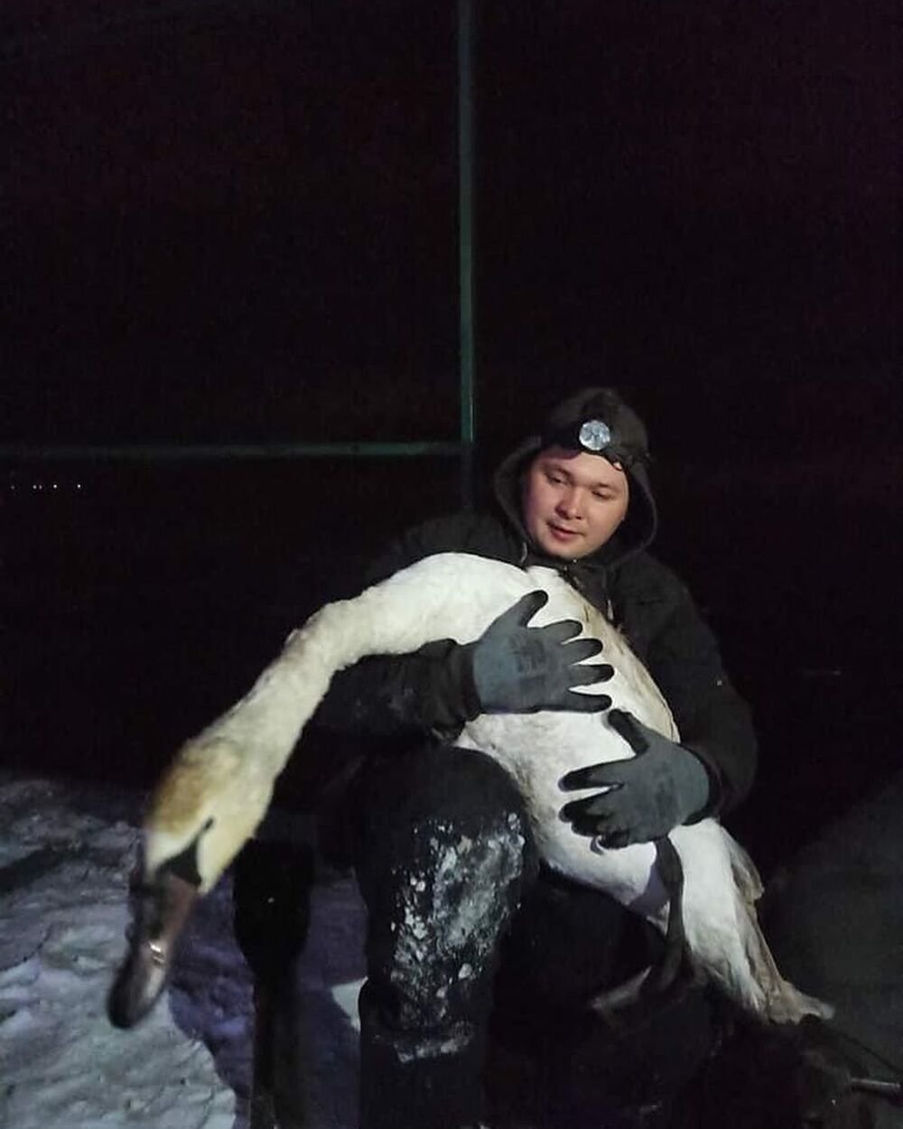 Спасение лебедя, В Вознесенске спасли лебедя