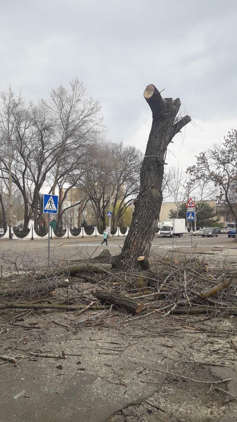 Незаконная вырубка деревьев
