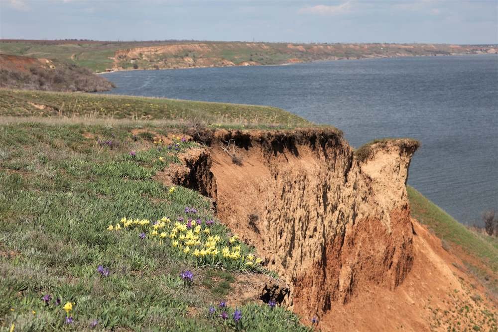 Фото О. Деркача, Цветение ирисов в "Ольвии" Цветение ирисов в "Ольвии"